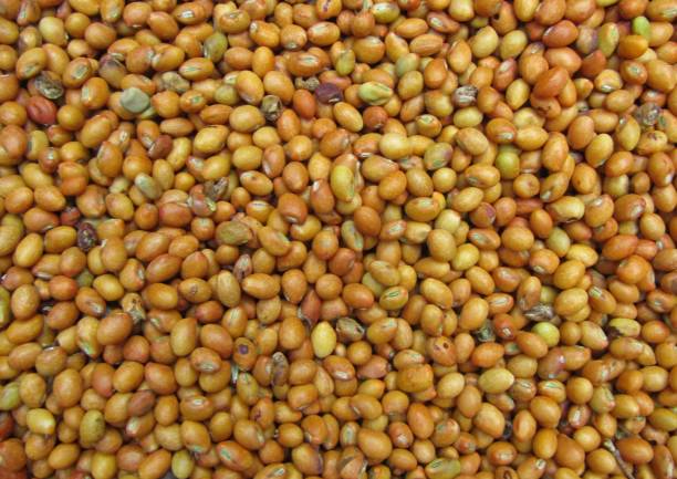 ハトエンドウ豆の種子のクローズアップビュー - pigeon pea” ストックフォトと画像