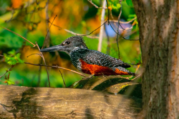 Giant Kingfisher.The giant kingfisher (Megaceryle maxima) is the largest kingfisher in Africa, where it is a resident breeding bird over most of the continent south of the Sahara Desert, other than the arid southwest.