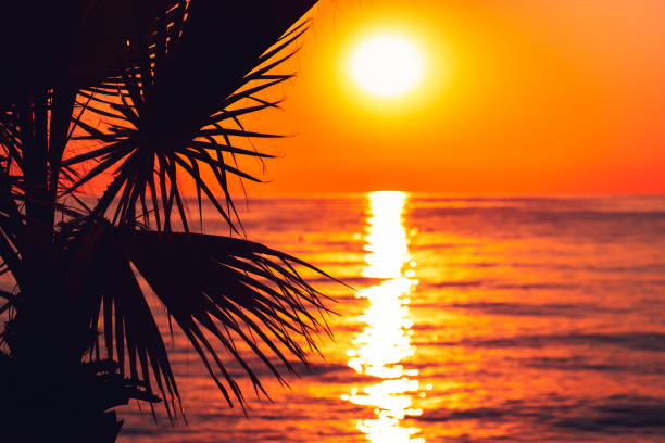 istock Palm tree Silhouette on tropical sunset beach 1466772216
