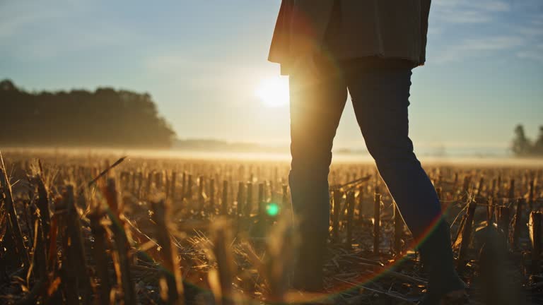 Female farmer walking in sunny harvested corn crop at sunrise