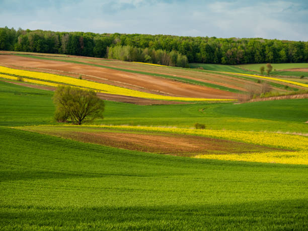 istock View of the spring farmland. 1466774278
