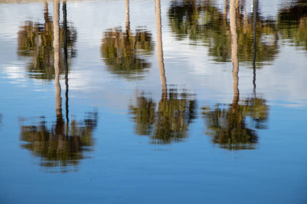 istock Palm trees reflecting in the water 1466774360