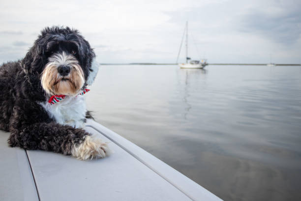 istock black and white dog laying on a boat 1466774394