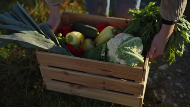 Female farmer lifting crate of fresh harvested vegetables in field