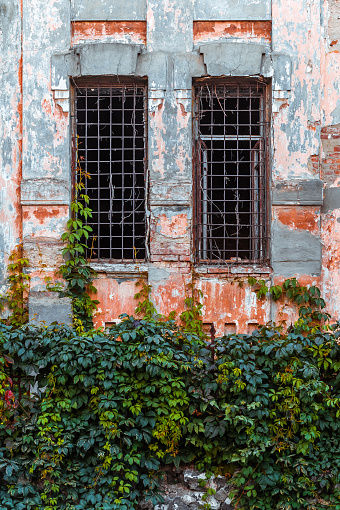 A pair of old barred windows in the old house covered with Virginia creeper in Vinnytsia, Ukraine
