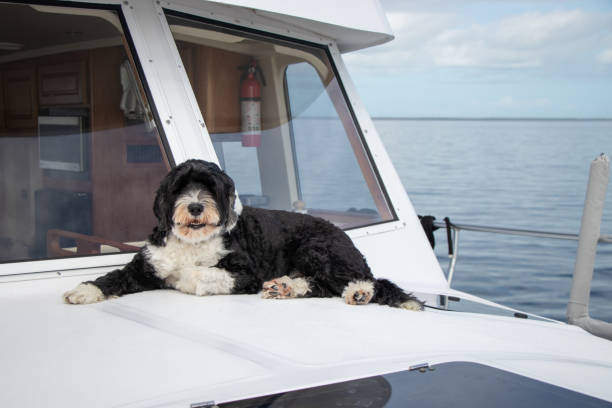 istock Portuguese Water Dog on a boat 1466776103