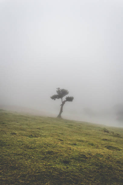 istock Lone tree stands in meadow and fog 1466776820