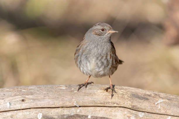 istock Dunnock (Prunella modularis) perched on a branch in the forest in winters. 1466777729