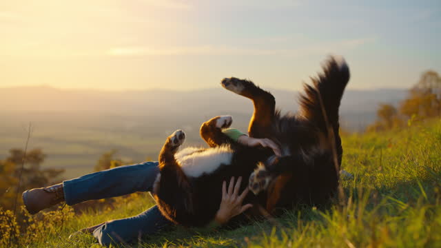 SLO MO Woman have fun rolling with her dog in the grass on a hill at sunset