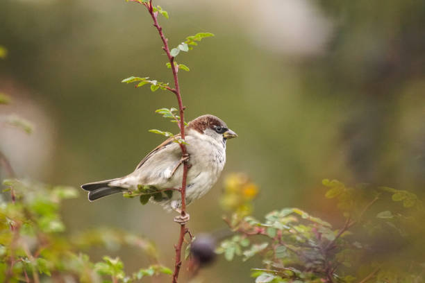 istock Close up of a bird perching on a branch 1466781760