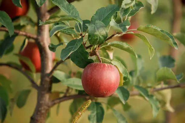 Many colorful red ripe juicy apples on a branch in the garden ready for harvest in autumn. Apple orchard. BeH3althy