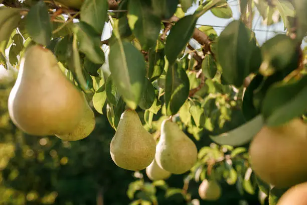 Tasty juicy young pear hanging on tree branch on summer fruits garden as healthy organic concept of nature background. Ripe fruit harvest. BeH3althy