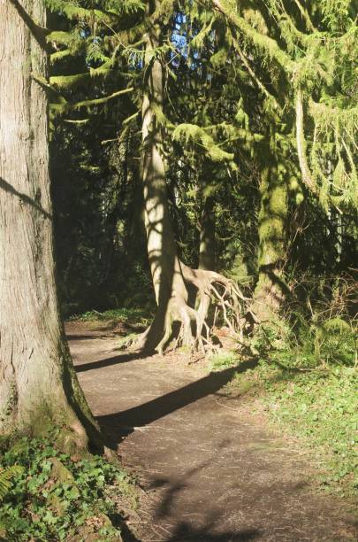 Footpath through pine tree with exposed roots Footpath through pine tree with exposed roots, partially shadowed by other trees. Taken at Tryon Creek State Natural Area, which is a large state park southwest of Portland, OR. exposed tree roots stock pictures, royalty-free photos & images