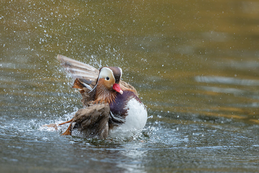 Male mandarin duck (Aix galericulata) splashing on a lake.