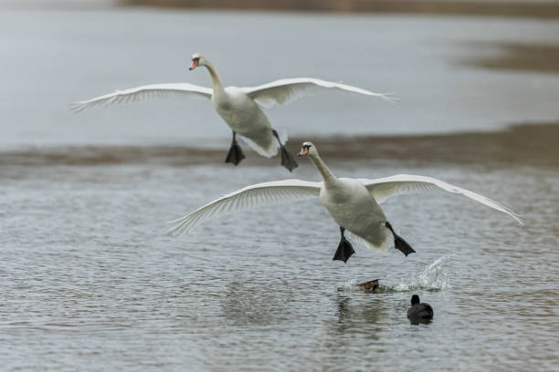 istock Landing mute swans (Cygnus olor) 1466784996