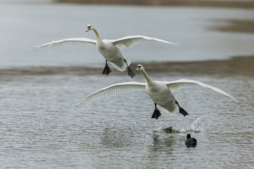 Mute swans (Cygnus olor) landing in a lake.