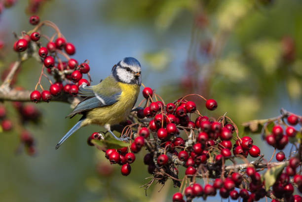 istock Eurasian blue tit (Cyanistes caeruleus) eating red berries 1466785017