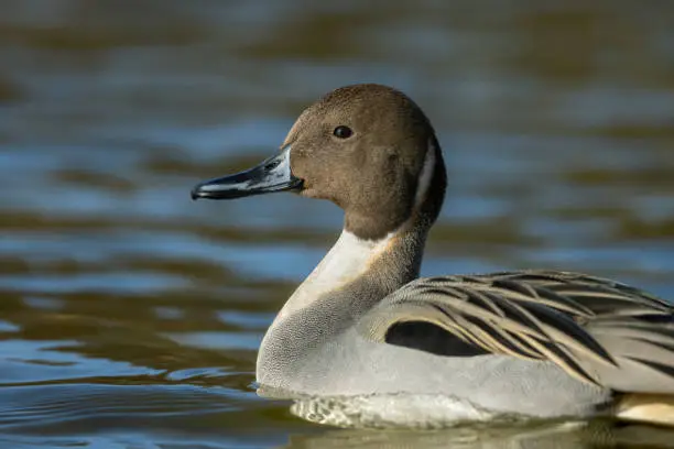 Portrait of a male pintail or northern pintail (Anas acuta)