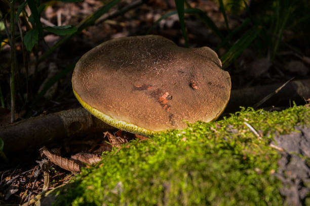 istock Xerocomellus chrysenteron hidden next to a rock covered by moss 1466785477
