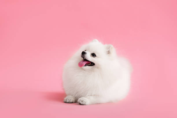 istock Dog breed pomeranian spitz funny sits on a pink background 1466787426