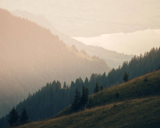 Forest in foreground