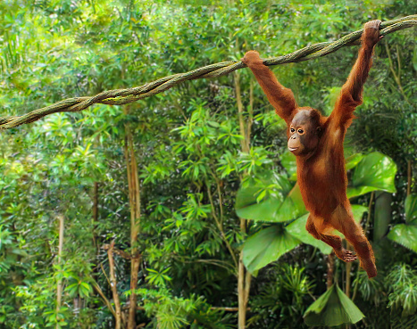 A female Bornean orangutan (Pongo pygmaeus) on a wooden jetty which leads into the rainforest of Borneo. Orang Utans are critically endangered, mostly because their habitat has decreased rapidly due to logging, forest fires and the conversion from tropical forests into palm oil plantations.