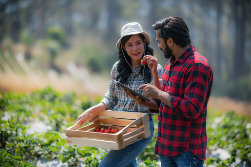Portrait of a happy young family of farmers stand in the middle of a strawberry field with full boxes of harvest of ripe strawberries in their hands