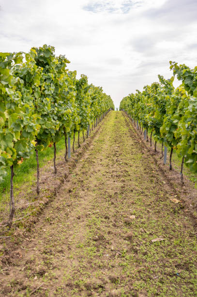 piante di vite che crescono in fila alla fine di settembre durante la stagione del raccolto, piantate su un vigneto a magonza, zornheim, germania, vista dalla valle - napa grape vineyard vine foto e immagini stock