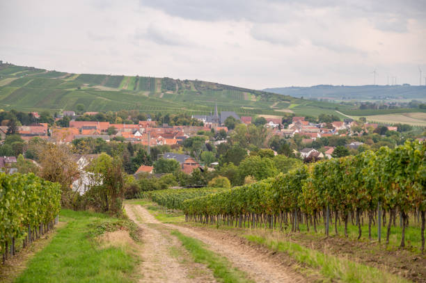 pequeño pueblo con viñedo en frente, muchas plantas de vid que crecen en una colina, iglesia y casas suburbio, paisaje, alemania - california napa valley vineyard farmhouse fotografías e imágenes de stock