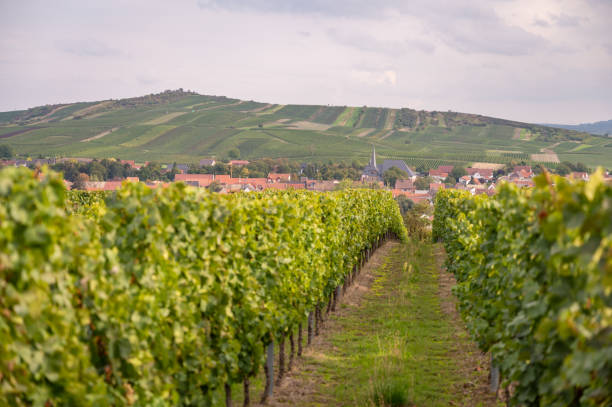 viñedo con plantas de vid durante la temporada de cosecha frente a un pequeño pueblo en renania pfalz, alemania durante el día nublado - california napa valley vineyard farmhouse fotografías e imágenes de stock