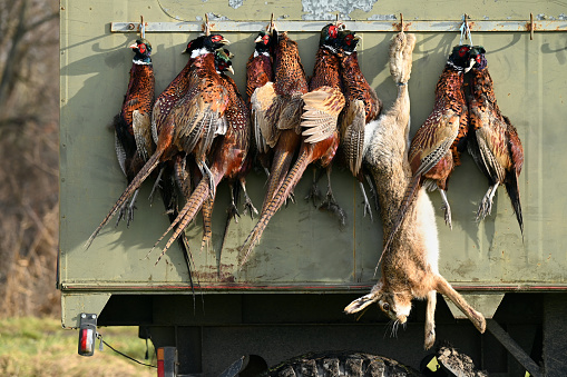 Killed rabbit and pheasants hanging upside down on the side of a truck