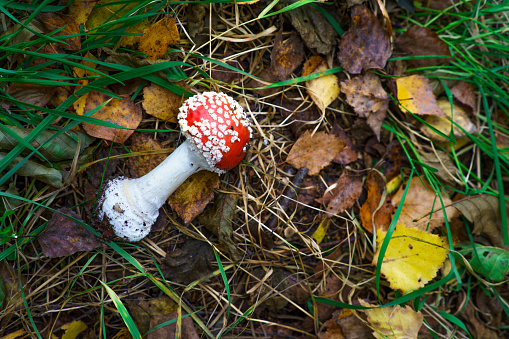 Autumn scenery background with yellow leafes and red mushroom fly amanita.