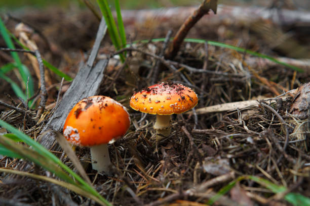 istock Two red mushrooms growing in autumn during picking season. 1466793501