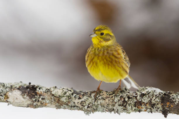 istock Yellowhammer (Emberiza citrinella) sitting on a branch in winter. 1466795341