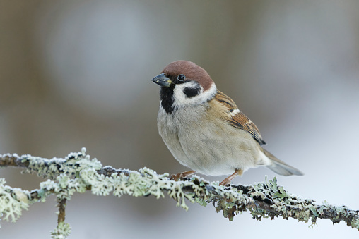 Tree sparrows have suffered a staggering 93% decline since 1970, with house sparrows not fairing much better, having seen a more than 70% decline in the same time. Reassuringly, recent Breeding Bird Survey data also suggests that numbers of both species may have stabilised or even begun to increase slightly in recent years