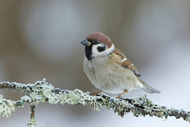 евразийский древесный воробей (passer montanus) сидит на ветке зимой. - tree sparrow стоковые фото и изображения