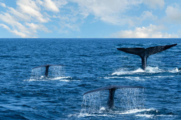 青い海の水でクジラの物語 - nautical vessel journey diving flipper ストックフォトと画像