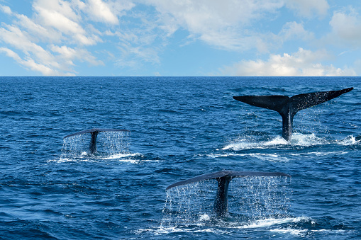 Whale tales in blue sea water, Sri Lanka, Mirissa