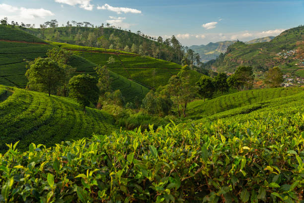 sri lanka, grünteeplantagen - nuwara eliya stock-fotos und bilder