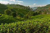 Sri Lanka, green tea plantations