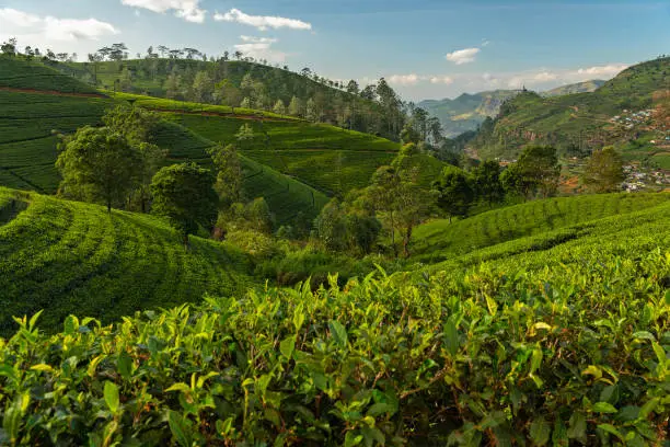 Photo of Sri Lanka, green tea plantations