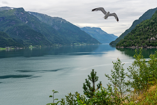 Norwegian fjords sea view, mountain landscape with flying sea gull, Norway, Odda