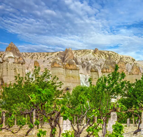 Vineyard and mountain landscape, Cappadocia, Turkey