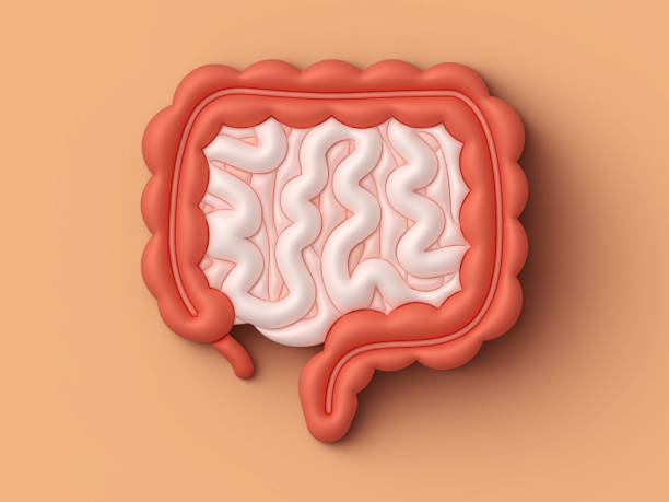 Human Intestines Internal Organ Human small and large intestines internal organ 3D design element. cartoon of medical records stock pictures, royalty-free photos & images