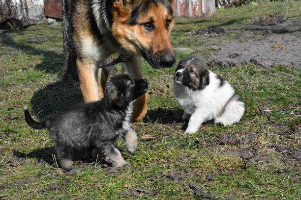 istock A German shepherd is playing with two puppies on the grass on a sunny day 1466799398