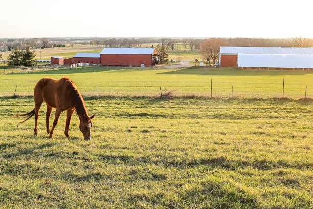 istock Horse on a Hill 1466800087