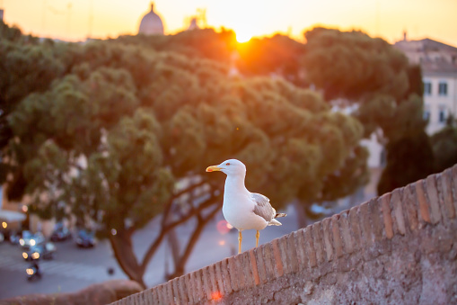 Rome Italy. A seagull enjoying the view above the city of Rome at sunset.