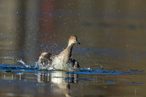 Female pintail or northern pintail (Anas acuta) splashing in a lake.