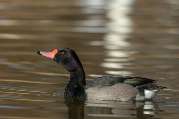 Male rosy-billed pochard (Netta peposaca) swimming in a lake.