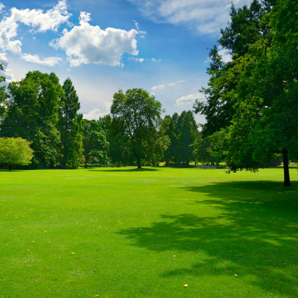 istock Beautiful meadow with green grass in public park. 1466800774